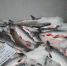 WhatsApp Image 2023-08-18 at 11.49.04 (1).jpeg - Корсаковский городской округ