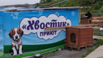 Как решают в Корсакове проблему бездомных собак?